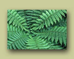 Ferns in Fiordland