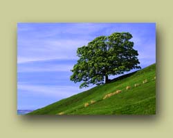 Tree on Hill