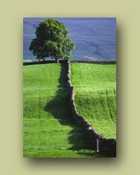 Walls in the Dales